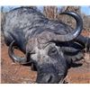 Image 5 : Bull Buffalo Hunt for 1 Hunter in Zimbabwe, Africa with Elephant Trails Safaris