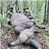 Image 7 : Bull Buffalo Hunt for 1 Hunter in Zimbabwe, Africa with Elephant Trails Safaris