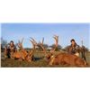 Image 5 : Spectacular 6 Day/5 Night Hunt in Argentina with Estancia El Carrizal for 1 Red Stag and 1 Blackbuck