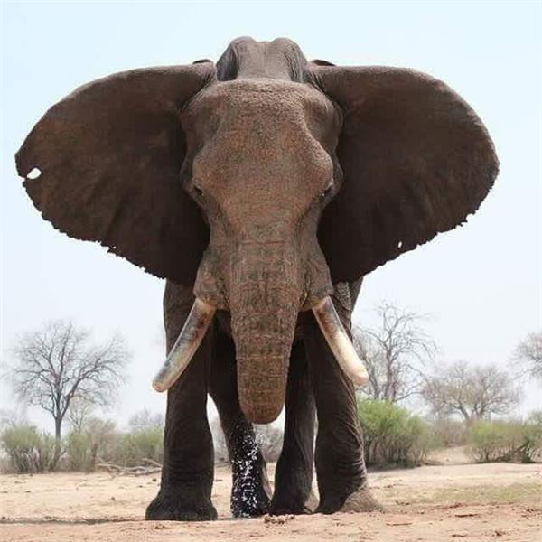 21-Day Elephant Hunt in the famed Mateke hills of Zimbabwe