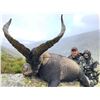 Image 1 : Beceite Ibex hunt in Zaragoza Spain donated by 4 Aces Outfitters