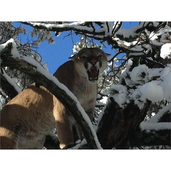 5 Day Trophy Mountain Lion Hunt with Hounds in Arizona with Diamond Outfitters for 1 Hunter
