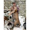 Image 4 : 5 Day Trophy Mountain Lion Hunt with Hounds in Arizona with Diamond Outfitters for 1 Hunter