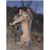 Image 5 : 5 Day Trophy Mountain Lion Hunt with Hounds in Arizona with Diamond Outfitters for 1 Hunter