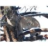 Image 6 : 5 Day Trophy Mountain Lion Hunt with Hounds in Arizona with Diamond Outfitters for 1 Hunter