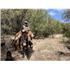 Image 7 : 5 Day Trophy Mountain Lion Hunt with Hounds in Arizona with Diamond Outfitters for 1 Hunter
