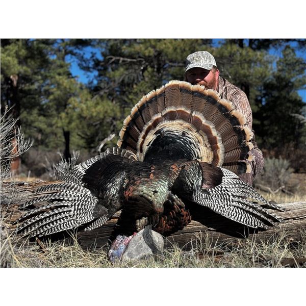 Guided Merriam Turkey Hunt for 2 Hunters in Southwest Colorado with Western Sky Outfitters