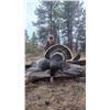Image 4 : Guided Merriam Turkey Hunt for 2 Hunters in Southwest Colorado with Western Sky Outfitters