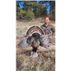 Image 5 : Guided Merriam Turkey Hunt for 2 Hunters in Southwest Colorado with Western Sky Outfitters