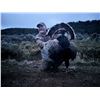 Image 6 : Guided Merriam Turkey Hunt for 2 Hunters in Southwest Colorado with Western Sky Outfitters