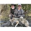Image 5 : 3 Day Predator Hunt for 2 Hunters with Larry Weishun and  Gary Roberson with Burnham Brothers Calls