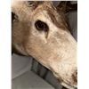 Image 10 : Double Eye Guard Mule Deer Shoulder Mount