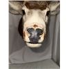 Image 11 : Double Eye Guard Mule Deer Shoulder Mount
