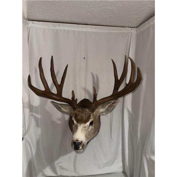 Double Eye Guard Mule Deer Shoulder Mount