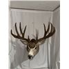 Image 1 : Double Eye Guard Mule Deer Shoulder Mount