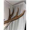 Image 3 : Double Eye Guard Mule Deer Shoulder Mount