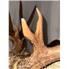 Image 4 : Double Eye Guard Mule Deer Shoulder Mount