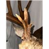Image 6 : Double Eye Guard Mule Deer Shoulder Mount