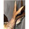 Image 7 : Double Eye Guard Mule Deer Shoulder Mount