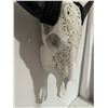 Image 4 : Hand Carved buffalo skull with long carved horn