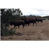 Image 5 : Cow Bison Hunt in New Mexico for 1 Hunter with Rancho De Chavez