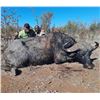 Image 6 : Bull Buffalo Hunt for 1 Hunter in Zimbabwe, Africa with Elephant Trails Safaris
