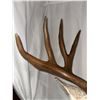 Image 2 : Double Eye Guard Mule Deer Shoulder Mount