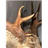 Image 5 : Double Eye Guard Mule Deer Shoulder Mount
