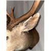 Image 8 : Double Eye Guard Mule Deer Shoulder Mount
