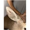 Image 9 : Double Eye Guard Mule Deer Shoulder Mount