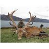 Image 10 : Gold Medal Red Stag Hunt for 1 Hunter and one non-hunter in New Zealand Includes Trophy Fee with Gle