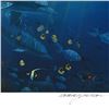 Image 2 : Lahaina Sea Flight by Nelson Robert Lyn