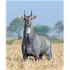 Image 1 : Texas Nilgai Hunt