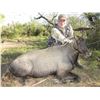 Image 5 : Texas Nilgai Hunt