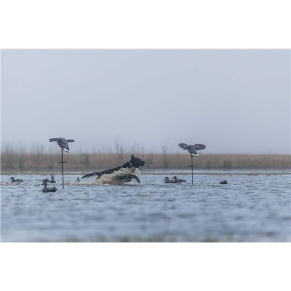 Duck Hunt in Argentina-Los Picazos Lodge