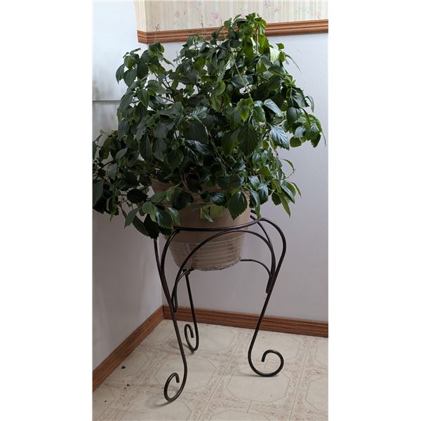 Plant Planter and Iron Stand