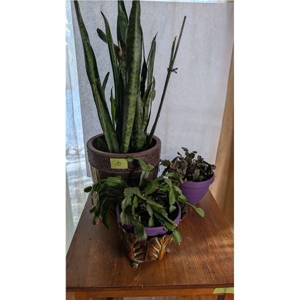 Live Plants Planters Christmas Cactus etc