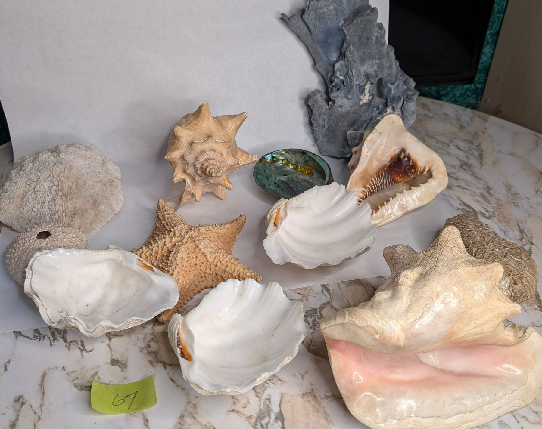 Shell Collection