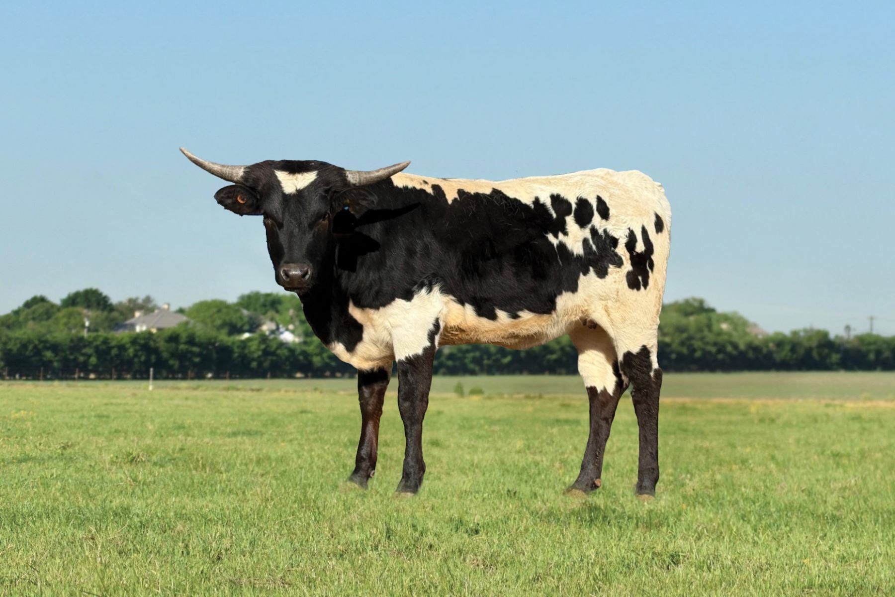 Legendary Cow M7 Jennyโs Spotlite