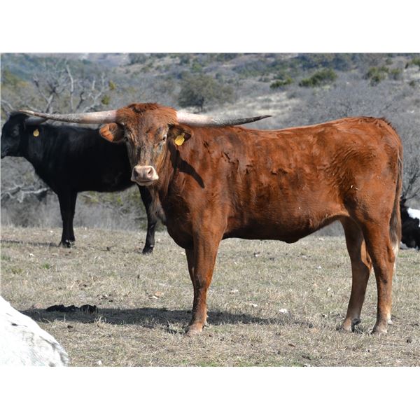 KDK HERC'S ARIES