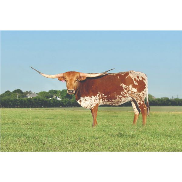 LTL Ginger Snap