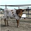 Image 1 : SPECIAL LOT - Choice of Heifer Calf-  WV ROSE OF THE PACIFIC