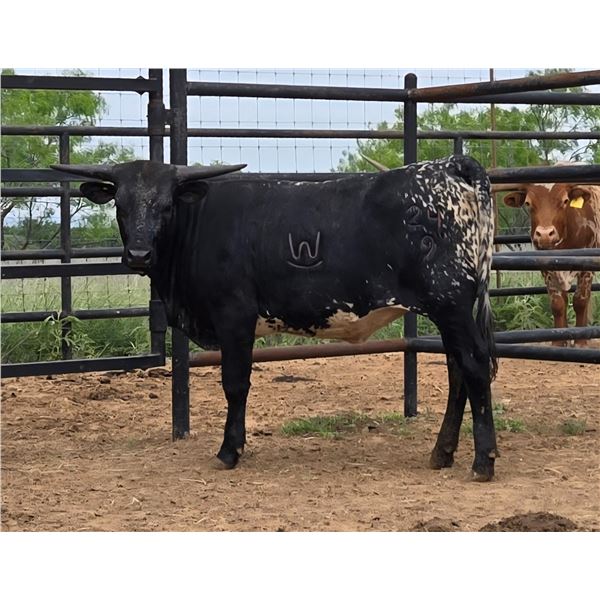 SUB LOT - WV Bluey Belle