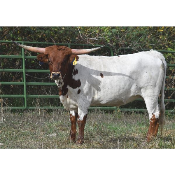 SUB LOT - 6CR CLEOPATRA