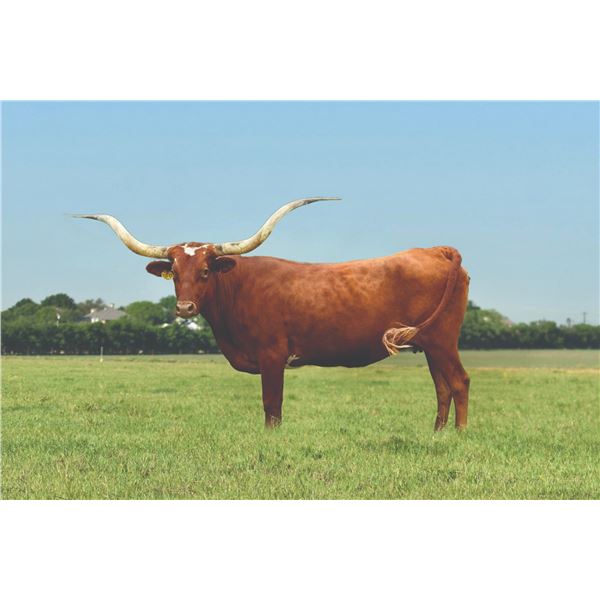 SCRATCH: TCC Sammy's Girl