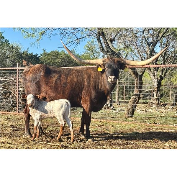 KDK Valiant's Aphrodite