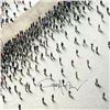 Image 2 : Populus: All You Need Is by Alan, Craig