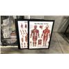 Image 2 : SET OF MUSCULAR SYSTEM DIAGRAMS WITH ARTWORK AND RUG