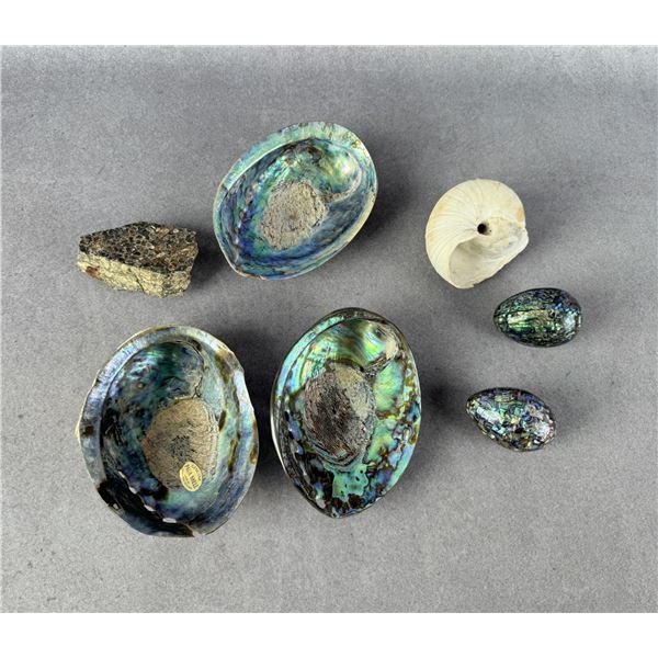 New Zealand Paua Shells & Eggs