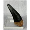 Image 2 : Tyrannosaurus Rex Tooth Resin Replica